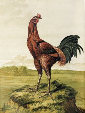 Malay Cock by Harrison Weir Oil Painting