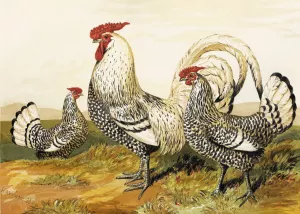 Silver Spangled Hamburghs by Harrison Weir Oil Painting