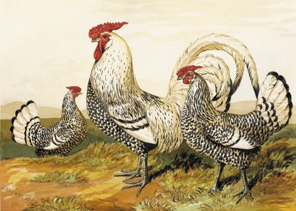 Main Product Photo of Silver Spangled Hamburghs  Painting by Harrison Weir