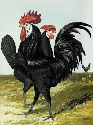 Spanish by Harrison Weir Oil Painting