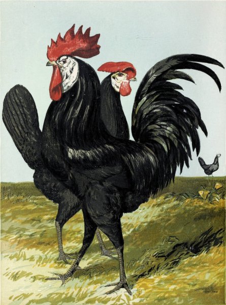 Main Product Photo of Spanish  Painting by Harrison Weir