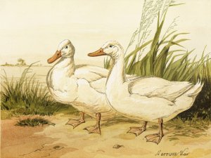 White Aylesbury Ducks by Harrison Weir Oil Painting