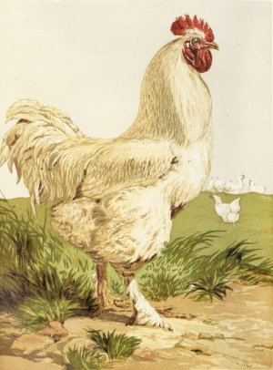 White Cochin Cock by Harrison Weir Oil Painting