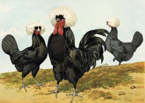 White Crested Black Polish by Harrison Weir Oil Painting
