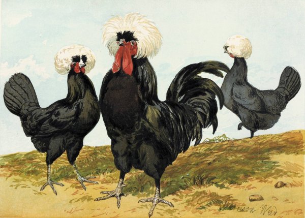 Main Product Photo of White Crested Black Polish  Painting by Harrison Weir