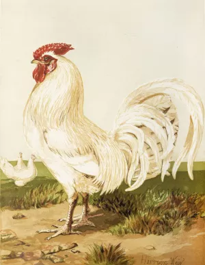 White Dorking by Harrison Weir Oil Painting