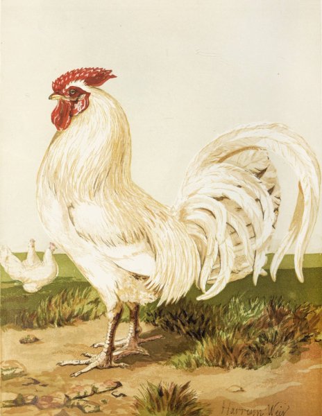 Main Product Photo of White Dorking  Painting by Harrison Weir