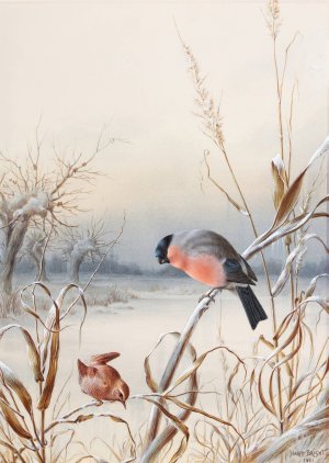 Winter - A Cock Bullfinch and Wren by Harry Bright Oil Painting