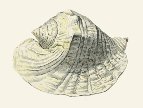 Main Product Photo of Die Flugelschnecken  Painting by Heinrich Carl Kuster
