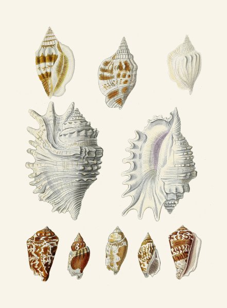 Main Product Photo of Die Flugelschnecken  Painting by Heinrich Carl Kuster