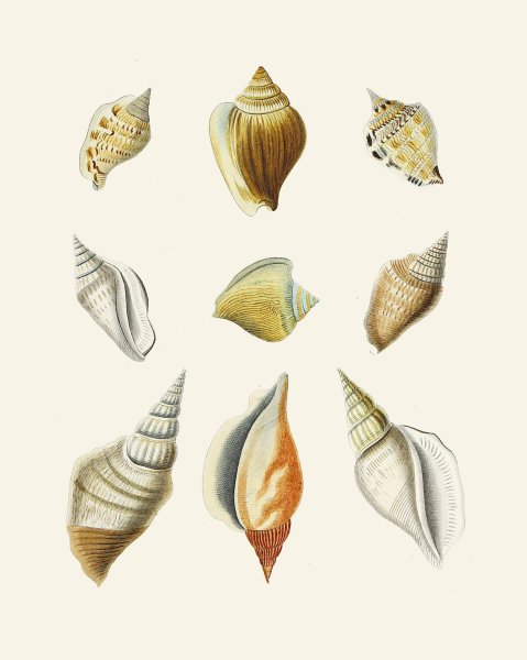 Main Product Photo of Die Flugelschnecken  Painting by Heinrich Carl Kuster