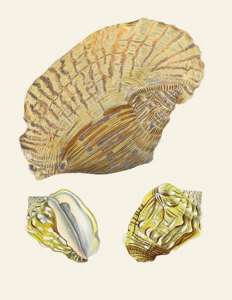 Main Product Photo of Die Flugelschnecken  Painting by Heinrich Carl Kuster