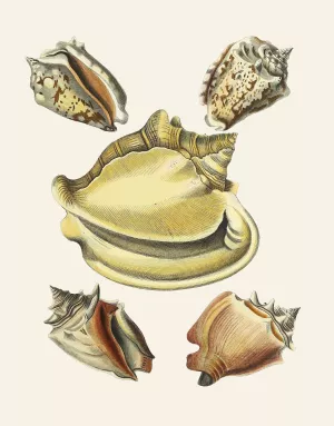 Die Flugelschnecken by Heinrich Carl Kuster Oil Painting