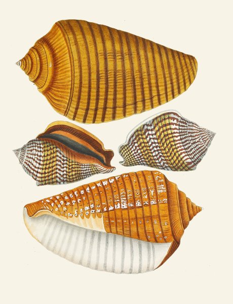 Main Product Photo of Die Flugelschnecken  Painting by Heinrich Carl Kuster