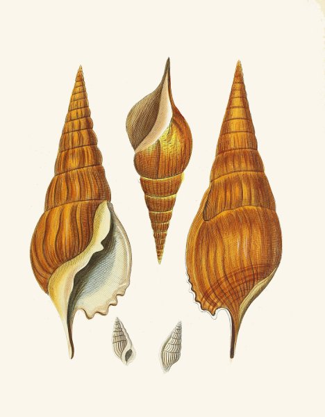Main Product Photo of Die Flugelschnecken  Painting by Heinrich Carl Kuster