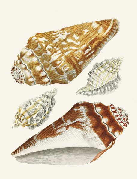 Main Product Photo of Die Flugelschnecken  Painting by Heinrich Carl Kuster