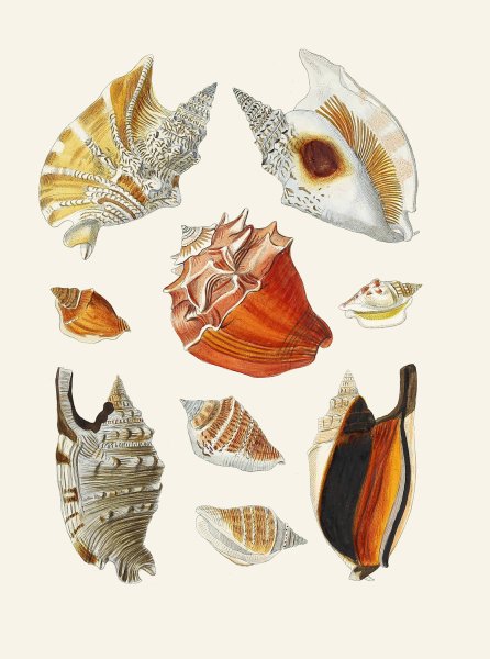 Main Product Photo of Die Flugelschnecken  Painting by Heinrich Carl Kuster