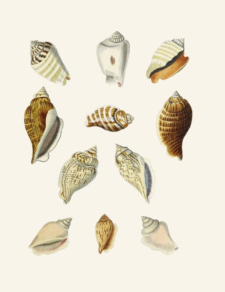 Main Product Photo of Die Flugelschnecken  Painting by Heinrich Carl Kuster