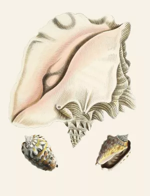Die Flugelschnecken by Heinrich Carl Kuster Oil Painting