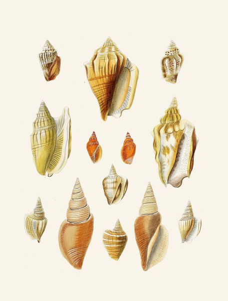Main Product Photo of Die Flugelschnecken  Painting by Heinrich Carl Kuster
