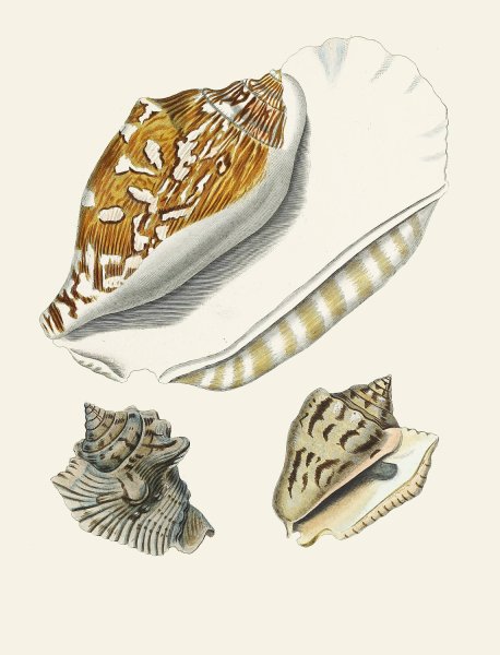 Main Product Photo of Die Flugelschnecken  Painting by Heinrich Carl Kuster