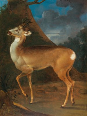 A Roebuck by Heinrich Lihl Oil Painting