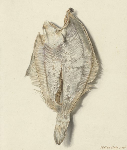 Main Product Photo of Scharretje  Painting by Hendrik Gerrit Ten Cate