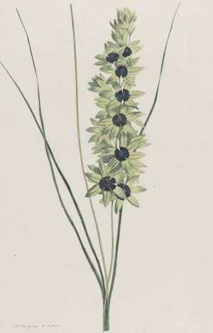 Afrikaanse iris by Hendrik Schwegman Oil Painting