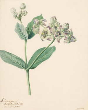 Calotropis by Hendrik Schwegman Oil Painting