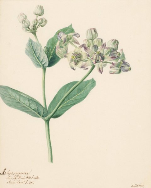 Calotropis  by Hendrik Schwegman - Hand-Painted Oil Painting Reproduction