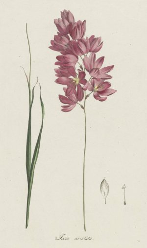 Ixia patens Aiton by Hendrik Schwegman Oil Painting
