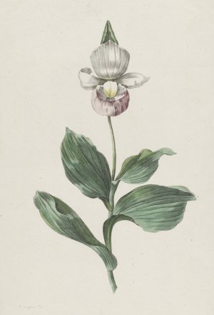 Orchidee Vrouwenschoentje by Hendrik Schwegman Oil Painting