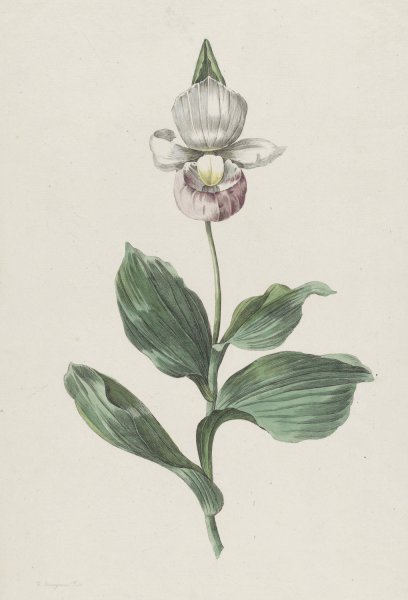 Main Product Photo of Orchidee Vrouwenschoentje  Painting by Hendrik Schwegman