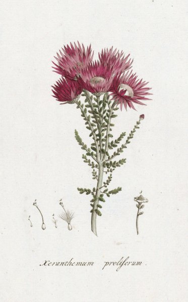 Main Product Photo of Phaenocoma prolifera  Painting by Hendrik Schwegman