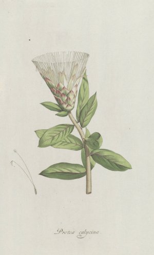 Protea by Hendrik Schwegman Oil Painting