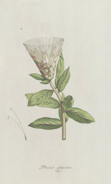 Protea  by Hendrik Schwegman - Hand-Painted Oil Painting Reproduction