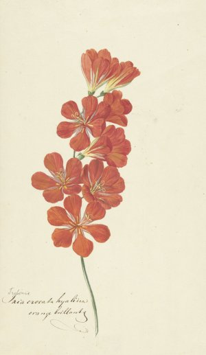 Tritonia Crocata by Hendrik Schwegman Oil Painting