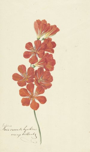 Tritonia Crocata by Hendrik Schwegman Oil Painting