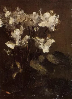 Flowers, Cyclamens