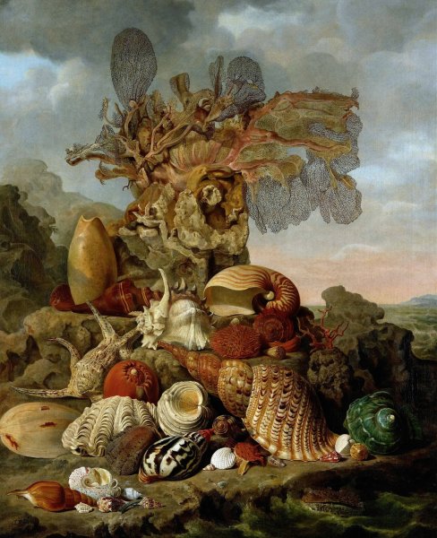 Main Product Photo of Shells and Marine Plants  Painting by Henricus Franciscus Wiertz