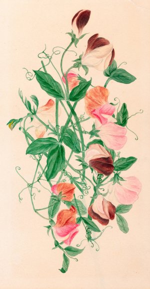 Sweet Peas by Henrietta Benson Homer Oil Painting