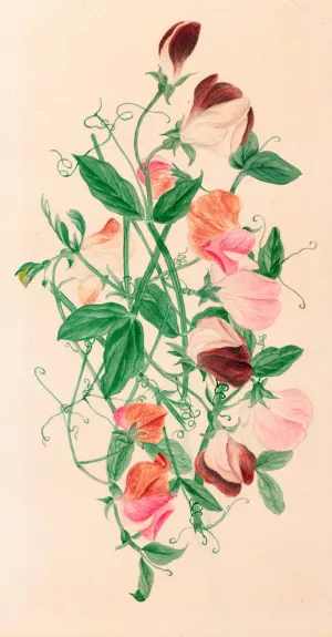Sweet Peas by Henrietta Benson Homer Oil Painting