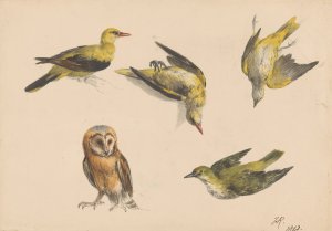 Studies van een uil en twee wielewalen by Henriette Ronner-Knip Oil Painting