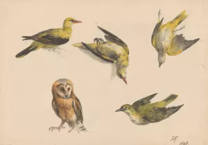 Studies van een uil en twee wielewalen by Henriette Ronner-Knip Oil Painting