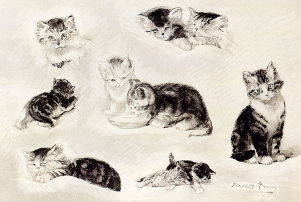 Study of Cats Drinking, Sleeping and Playing