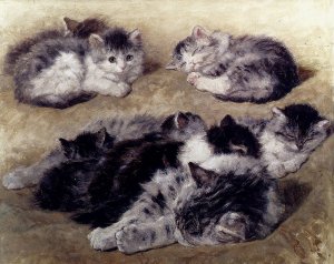 Study of Cats