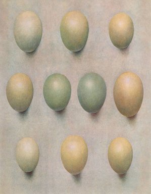 Eggs Of British Diving Ducks by Henrik Gronvold Oil Painting