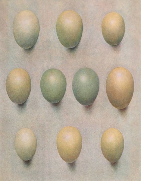 Eggs Of British Diving Ducks  by Henrik Gronvold - Hand-Painted Oil Painting Reproduction