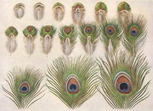 Evolution of the eyes on a Peacock's Train by Henrik Gronvold Oil Painting