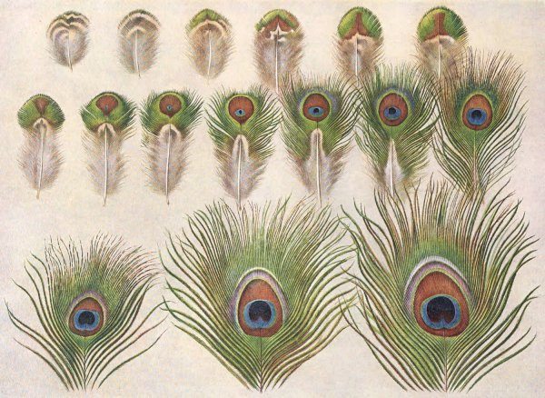 Evolution of the eyes on a Peacock's Train  by Henrik Gronvold - Hand-Painted Oil Painting Reproduction